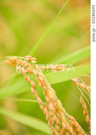 稲刈りの時期に。 稲刈りの時期に。 93280045
