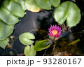 Beautiful Red pink waterlily or lotus flower in pond. 93280167