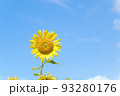 ひまわり4 93280176