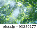 真夏 93280177