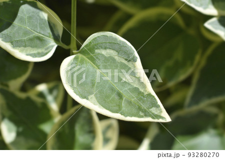 Variegated Greater periwinkle 93280270