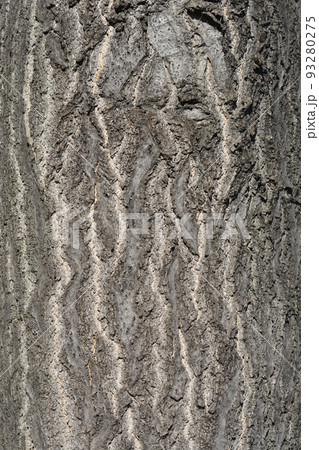 Tree of heaven 93280275