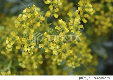 Common rue 93280279