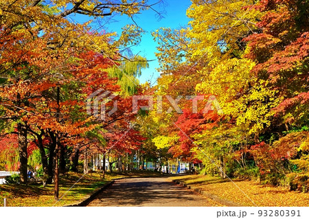 札幌市 中島公園の紅葉 93280391