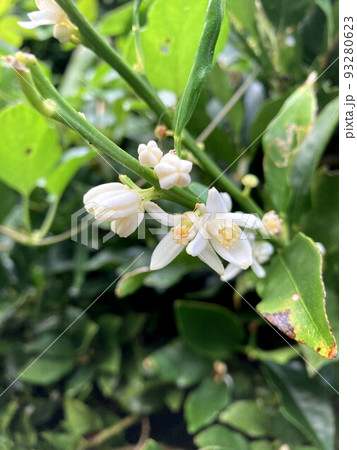 キンカン 93280623