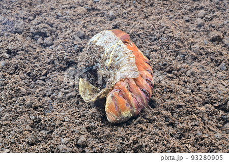 ヘラクレスオオカブト　蛹 93280905