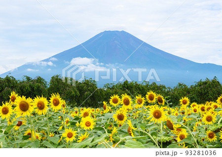 花の都(ひまわり) 花の都(ひまわり) 93281036