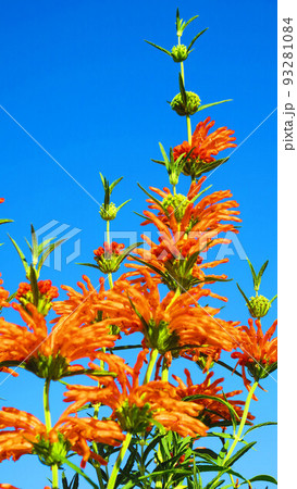 ライオンズイヤー（カエンキセワタ） 93281084