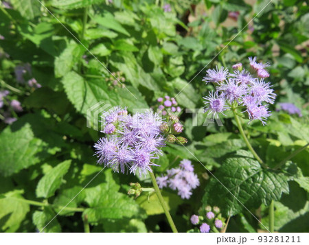 うす紫色のアゲラタムの花 93281211