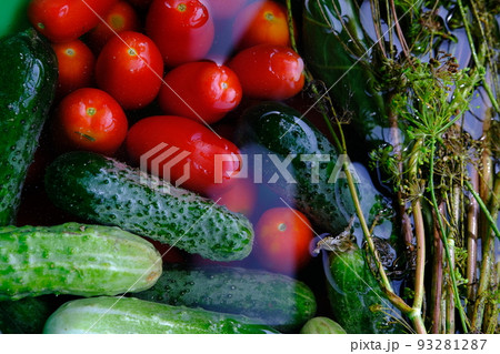 The cucumbers, tomatoes, and dill are ready for pickling once they have been picked. 93281287