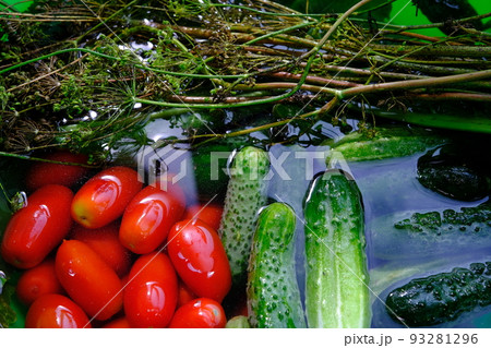 The cucumbers, tomatoes, and dill are ready for pickling once they have been picked. 93281296