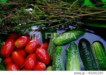 The cucumbers, tomatoes, and dill are ready for pickling once they have been picked. The cucumbers, tomatoes, and dill are ready for pickling once they have been picked. 93281297