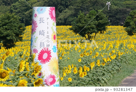 長崎鼻のひまわり 93281347