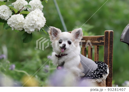 チワワ 93281407