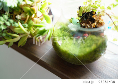 観葉植物と可愛いカエルの人形 観葉植物と可愛いカエルの人形 93281430