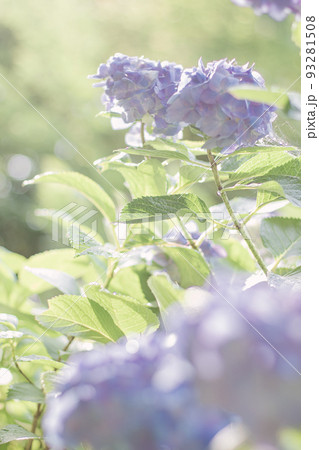 紫陽花に差す梅雨の晴れ 紫陽花に差す梅雨の晴れ 93281508