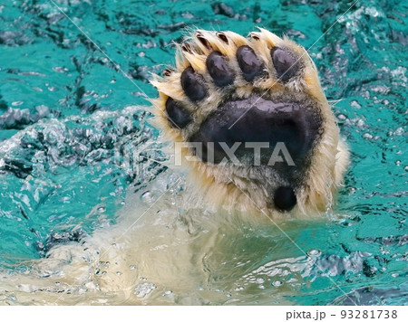 水面から出たシロクマの肉球 93281738