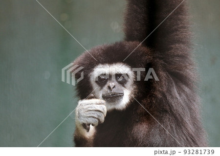 白い手を見せてぶら下がるシロテテナガザル 93281739