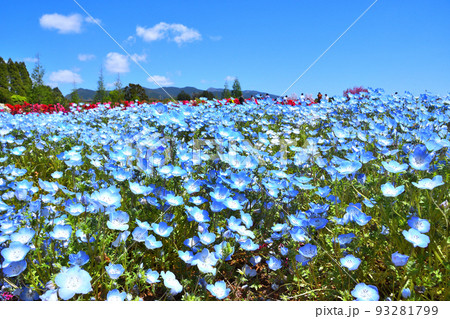 ツツジ、ネモフィラ 93281799