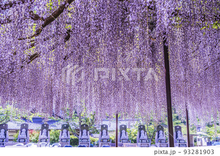 兵庫県丹波市市島町白毫寺で撮影した九尺藤 93281903