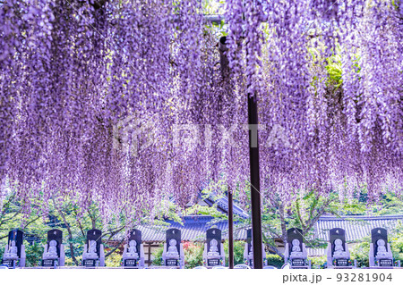 兵庫県丹波市市島町白毫寺で撮影した九尺藤 93281904