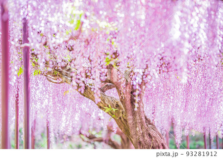 兵庫県丹波市市島町白毫寺で撮影した九尺藤 兵庫県丹波市市島町白毫寺で撮影した九尺藤 93281912
