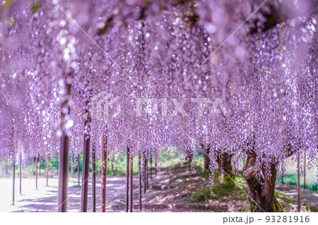 兵庫県丹波市市島町白毫寺で撮影した九尺藤 93281916