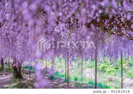 兵庫県丹波市市島町白毫寺で撮影した九尺藤 93281918