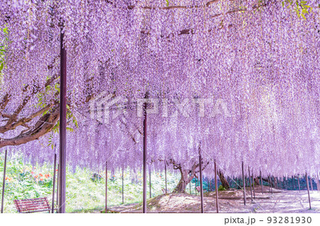 兵庫県丹波市市島町白毫寺で撮影した九尺藤 兵庫県丹波市市島町白毫寺で撮影した九尺藤 93281930