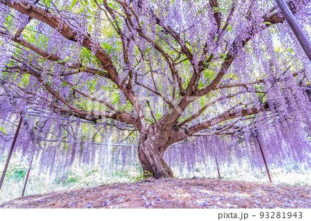 兵庫県丹波市市島町白毫寺で撮影した九尺藤 93281943