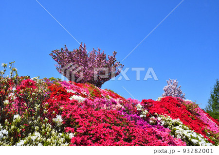 ツツジ、サクラ ツツジ、サクラ 93282001