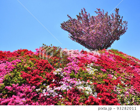 ツツジ、サクラ 93282011