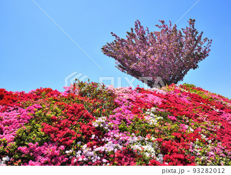ツツジ、サクラ 93282012