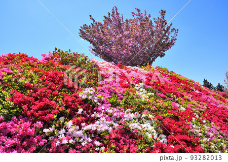 ツツジ、サクラ 93282013