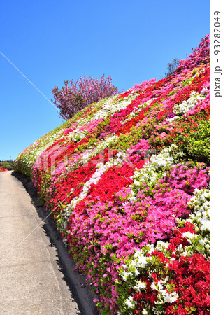 ツツジ、サクラ 93282049