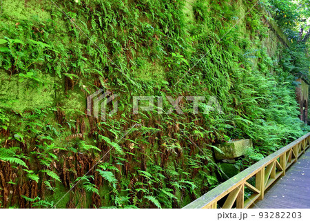 無人島・木道から眺める、ツタが絡んだ趣のある石積みの眺め・神奈川県横須賀市 無人島・木道から眺める、ツタが絡んだ趣のある石積みの眺め・神奈川県横須賀市 93282203