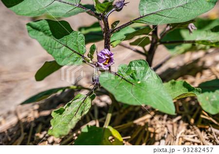 小布施丸なす 家庭菜園 小布施丸なす 家庭菜園 93282457
