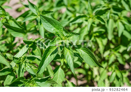 ホーリーバジル 93282464