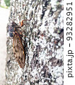 夏の公園の木に止まるアブラゼミ　3 93282951
