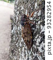夏の公園の木に止まるアブラゼミ　6 93282954
