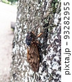 夏の公園の木に止まるアブラゼミ　7 93282955