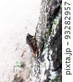 夏の公園の木に止まるアブラゼミ　9 93282957