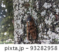 夏の公園の木に止まるアブラゼミ　10 93282958
