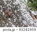 夏の公園の木に止まる二匹のアブラゼミ　1 93282959