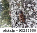 夏の公園の木に止まる二匹のアブラゼミ　2 93282960
