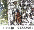 夏の公園の木に止まる二匹のアブラゼミ　3 93282961