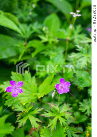 長野県の後立山連峰の鹿島槍ヶ岳に咲くハクサンフウロ 93283058