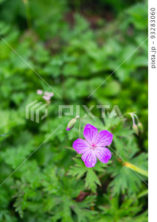 長野県の後立山連峰の鹿島槍ヶ岳に咲くハクサンフウロ 93283060