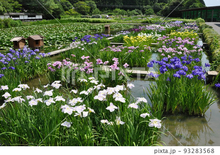 花しょうぶ♪ 花しょうぶ♪ 93283568