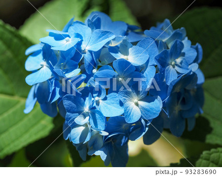 青いアジサイの花 青いアジサイの花 93283690